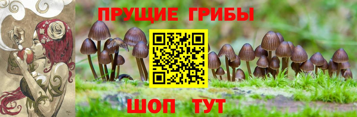 Галлюциногенные грибы Cubensis Кингисепп